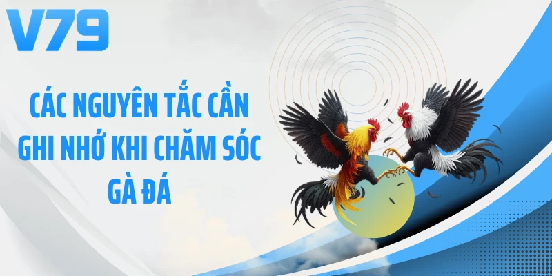 Các nguyên tắc cần ghi nhớ khi chăm sóc gà đá