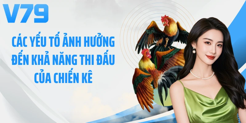 Các yếu tố ảnh hưởng đến khả năng thi đấu của chiến kê