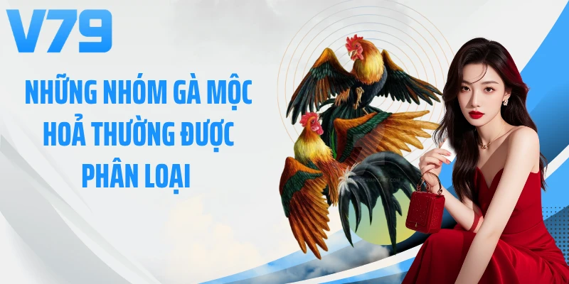 Những nhóm gà mộc hoả thường được phân loại